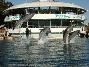 海上ステージイルカショー2010.01