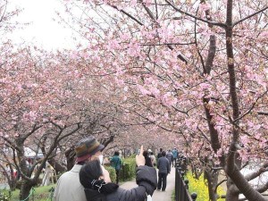 早咲きの河津桜。毎年多くの観光客が訪れます