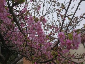ホテル近くの桜も開花！