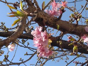 駐 車場 桜 河津